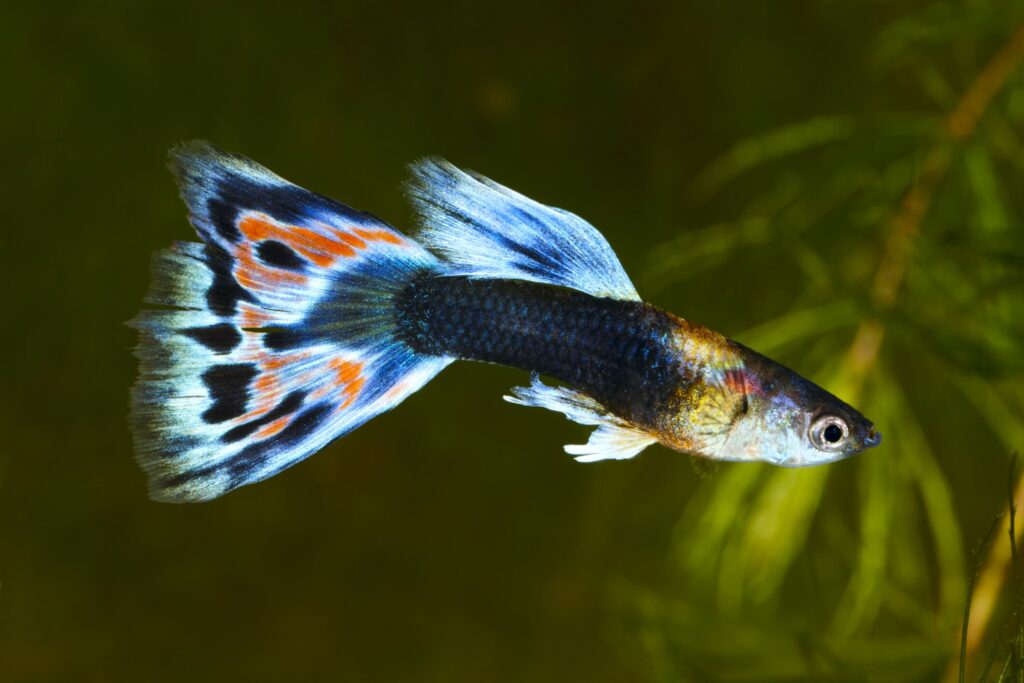 Guppy fish