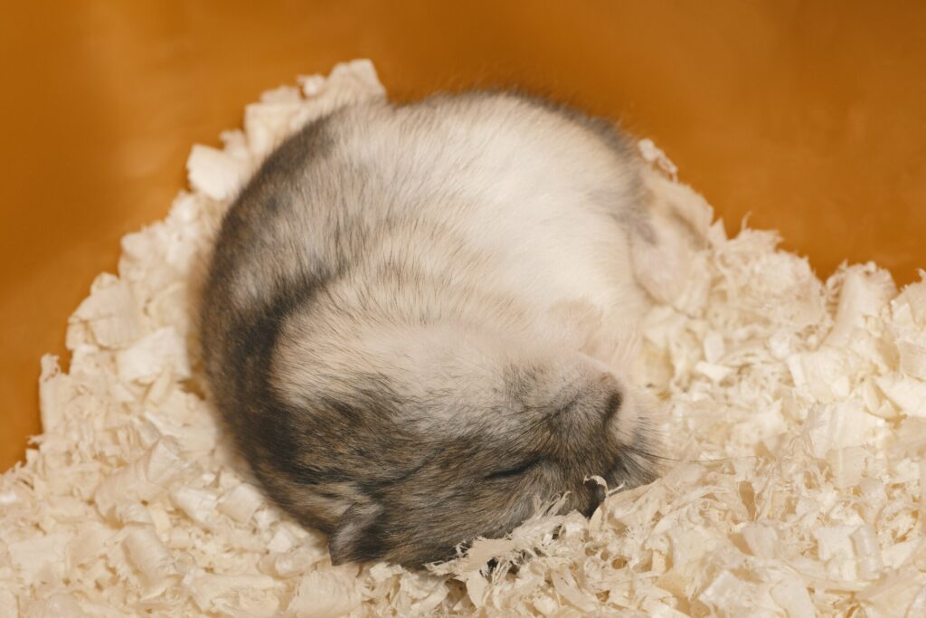 Hamster sleeping cozy