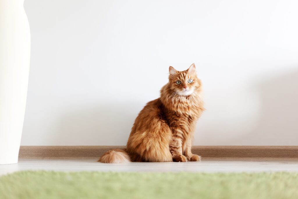fluffy orange cat sitting on the floor and staring