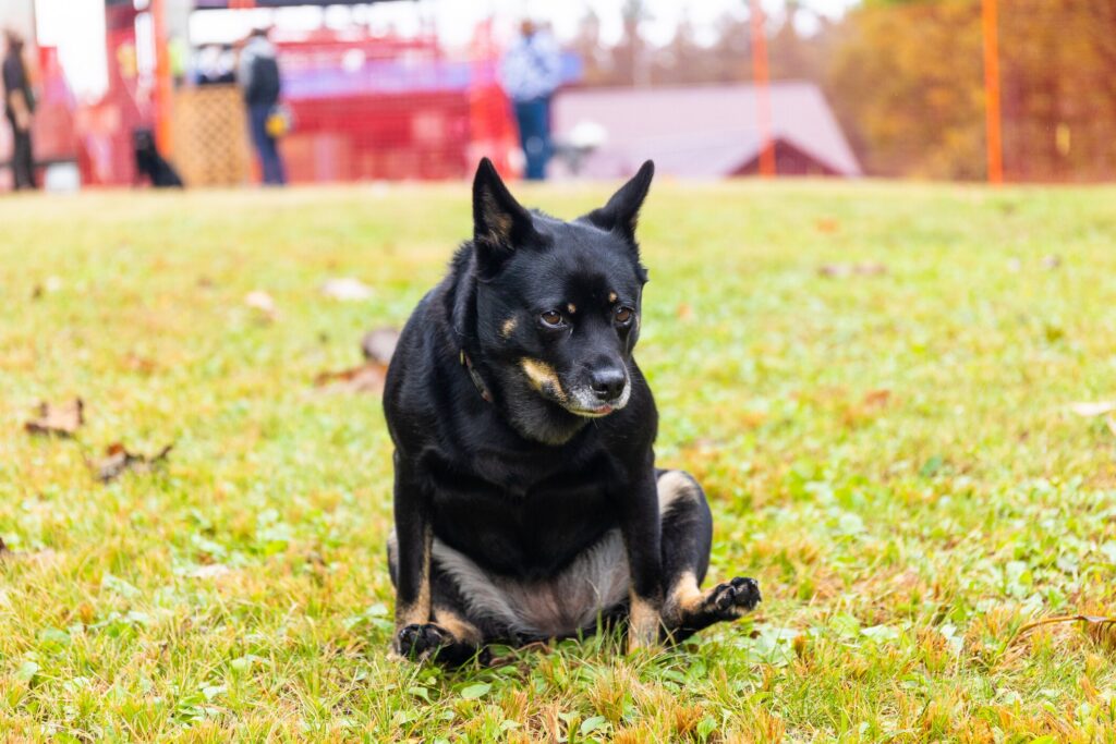 dog scooting butt on grass