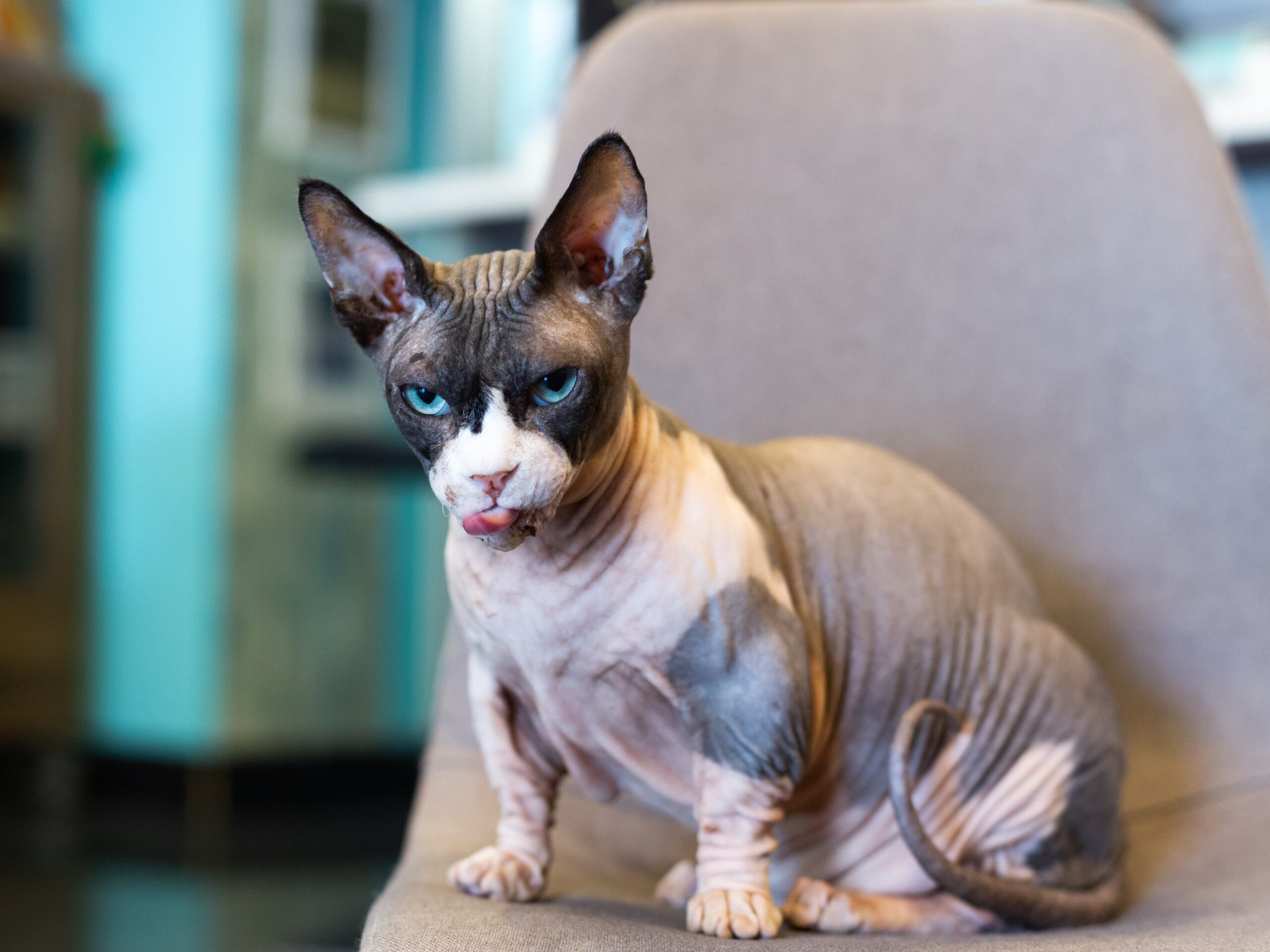 pink and gray bambino cat licking his lips