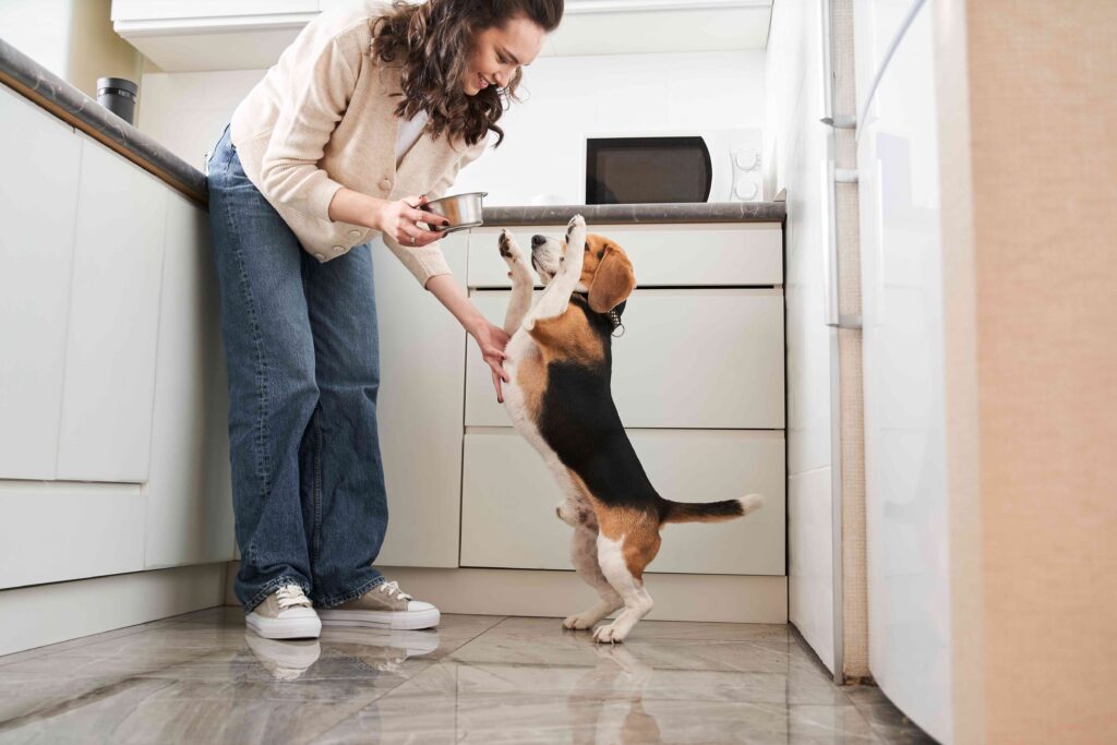 woman setting a silver dog bowl onto the floor while a beagle stands on his hind legs