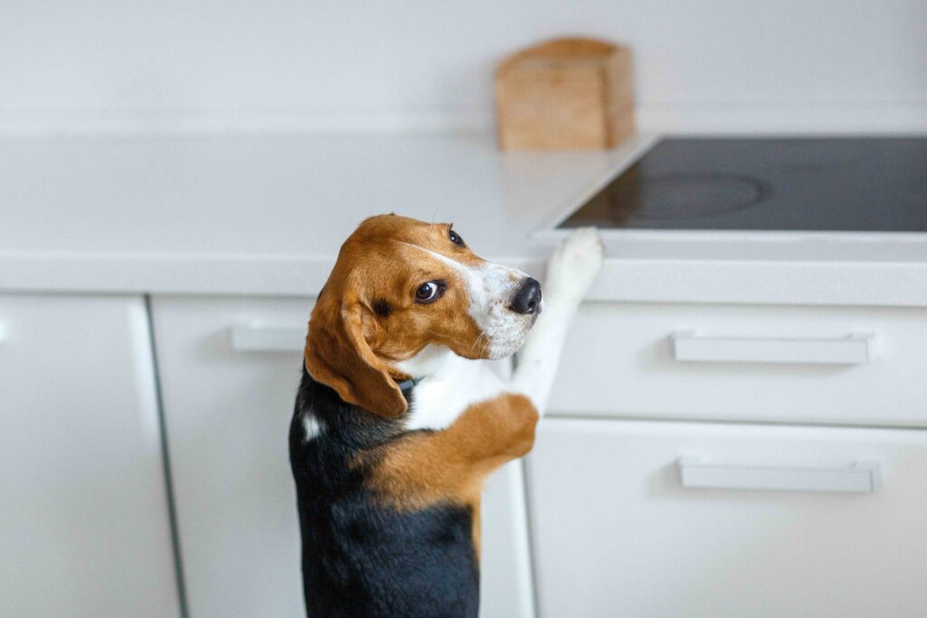 beagle standing at a kitchen countertop and looking guilty