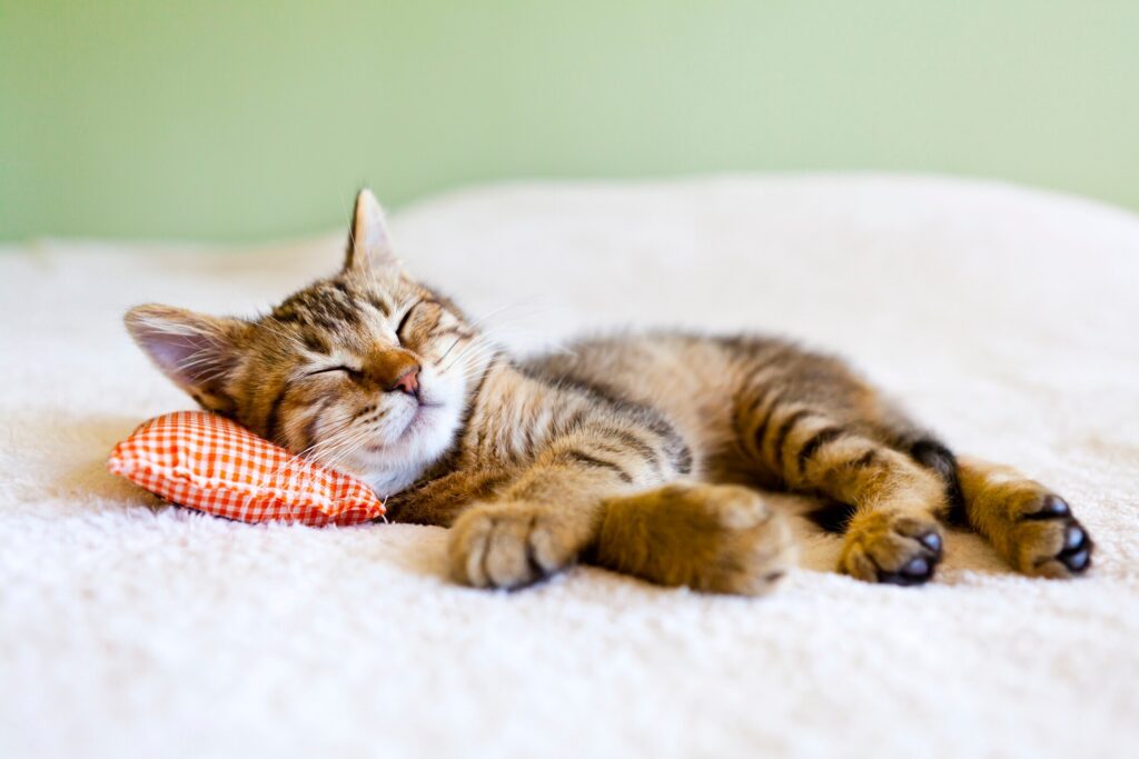 tabby kitten sleeping with a toy