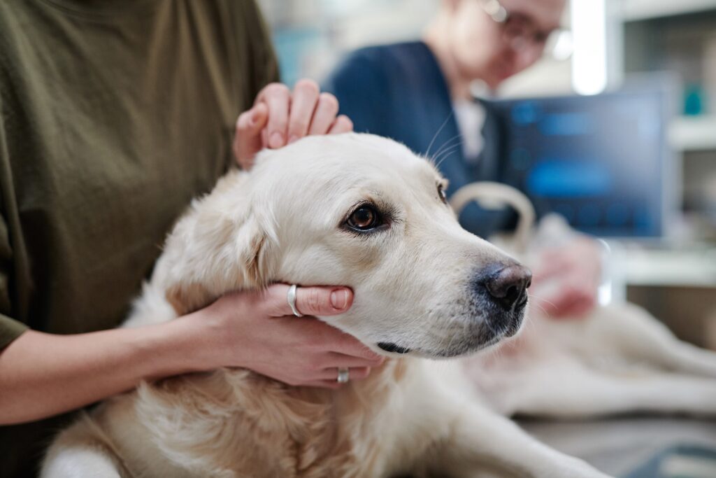 white dog getting head felt by vet