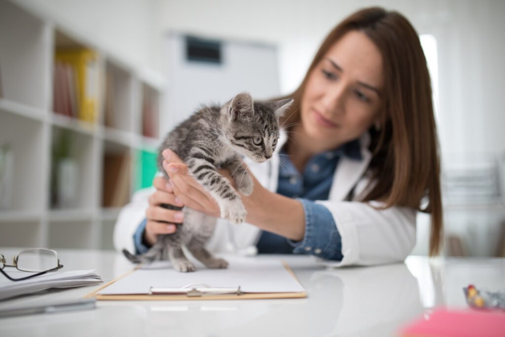 veterinarian holding up a gray tabby kitten