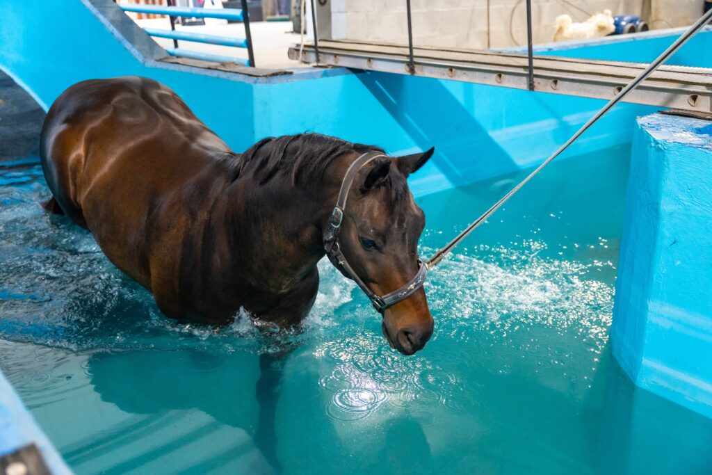 horse entering swimming pool
