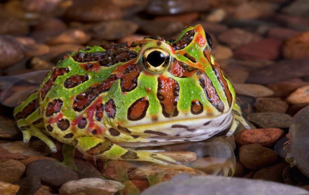 pacman frog
