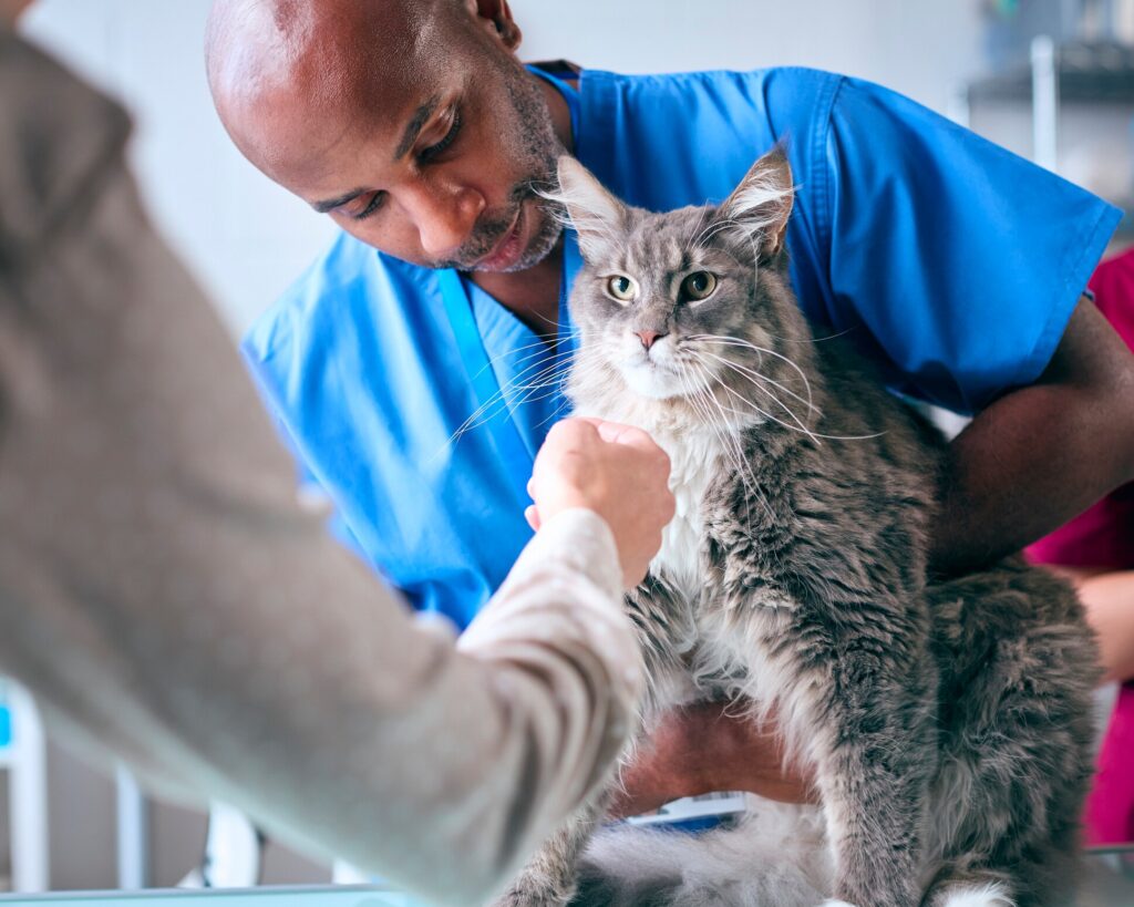 A Maine Coon cat is examined by their vet.