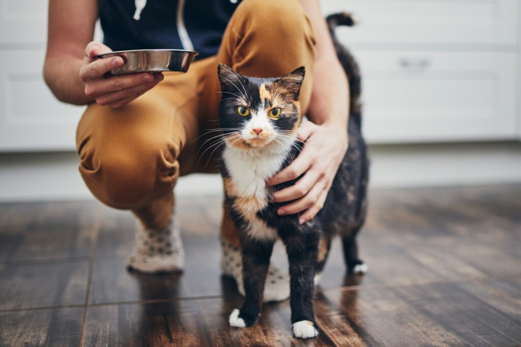 A cat and their pet parent with a bowl.