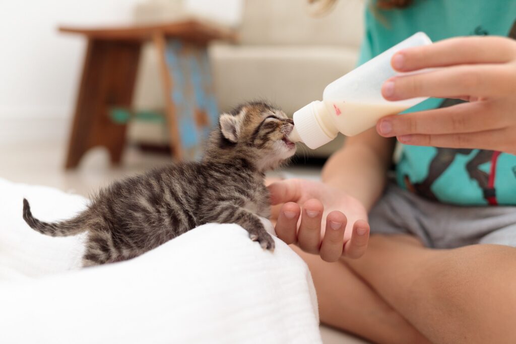 A pet parent feeds their kitten.