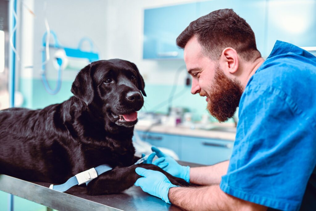 A vet and a black Lab.