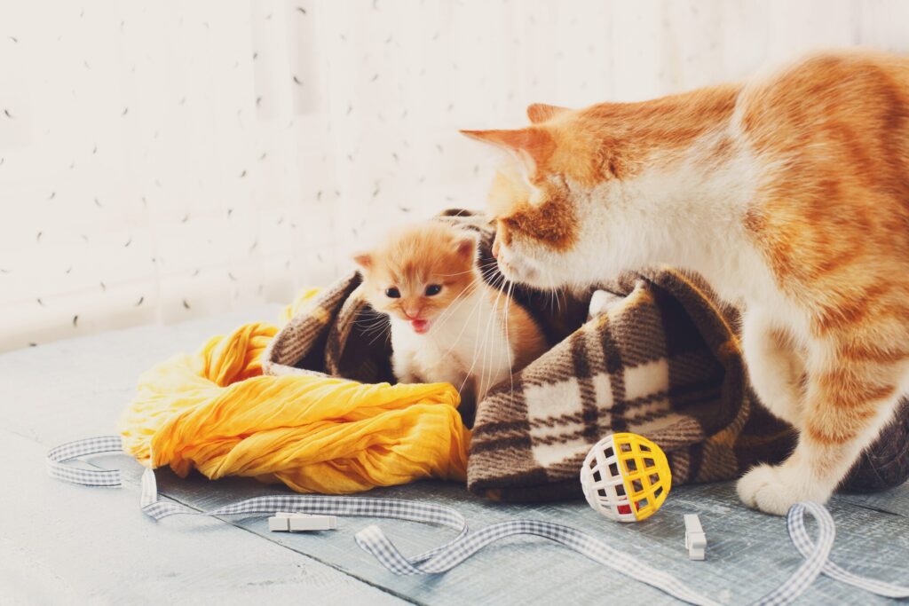 A mother cat checks in on her kitten.