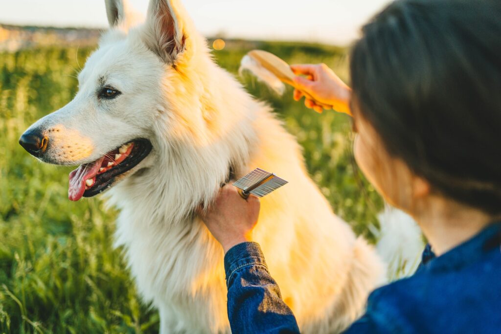 woman brushes fluffy dog with flea comb to check for fleas on dog.