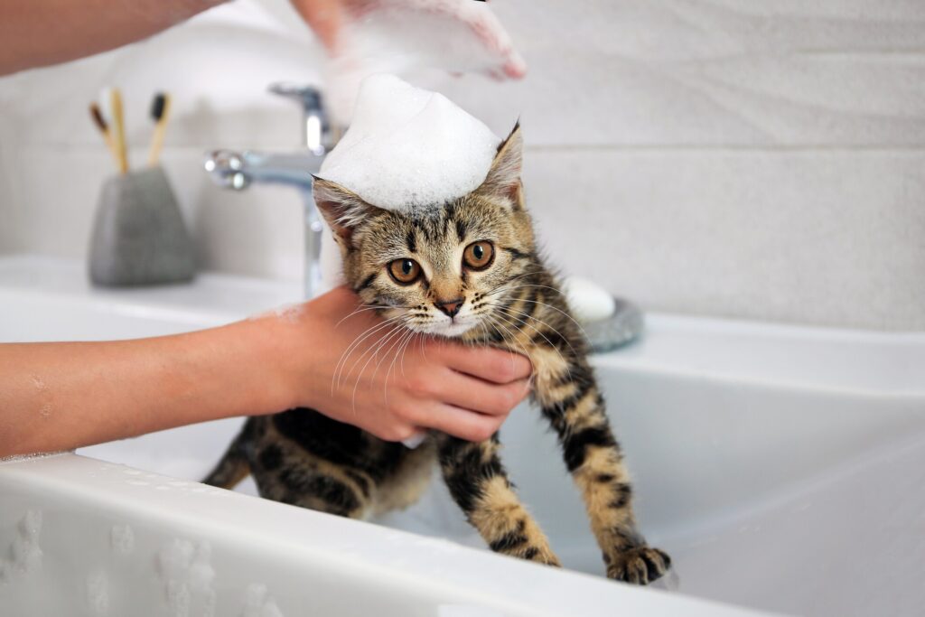 A kitten gets a bath.