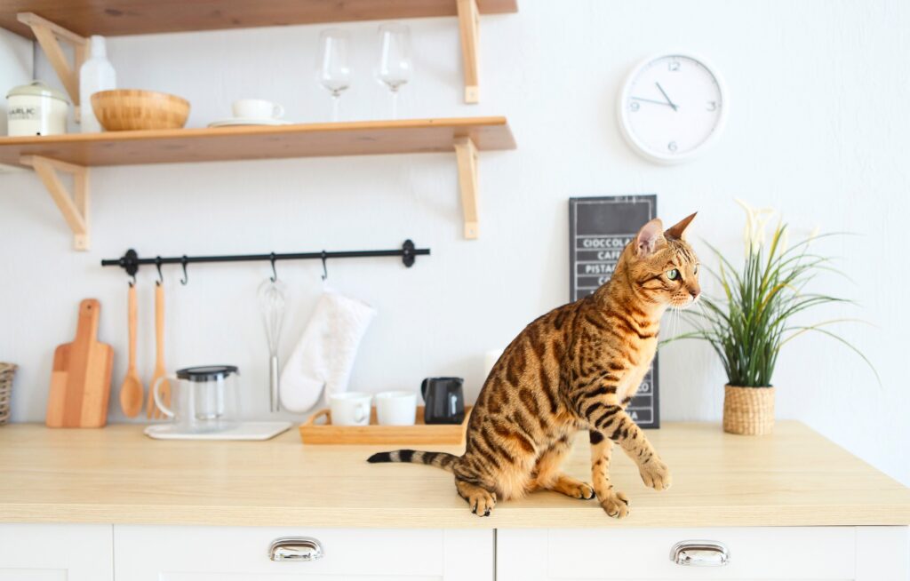 bengal cat sitting on a wooden counter top