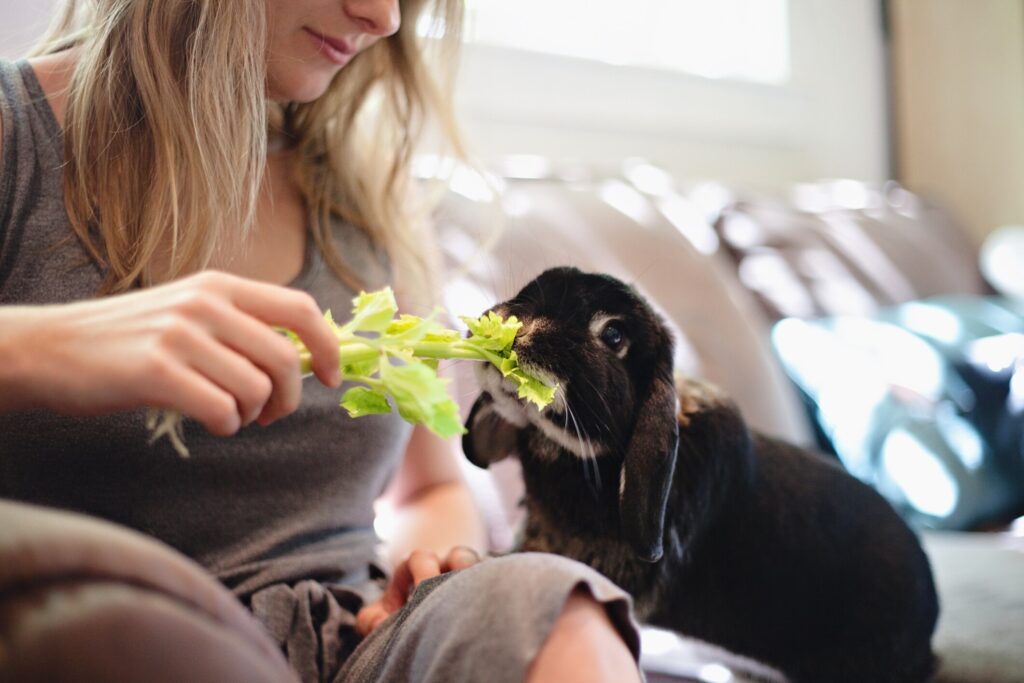 Rabbit eating celery