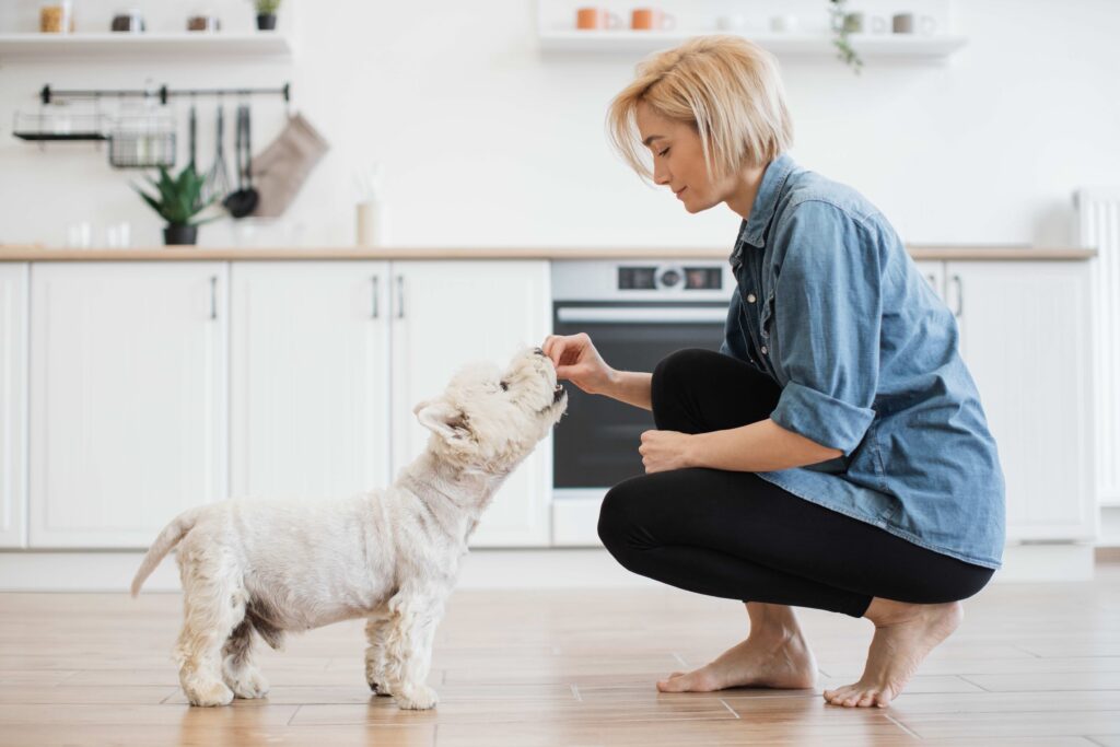 woman feeding a westie a treat in the kitchen
