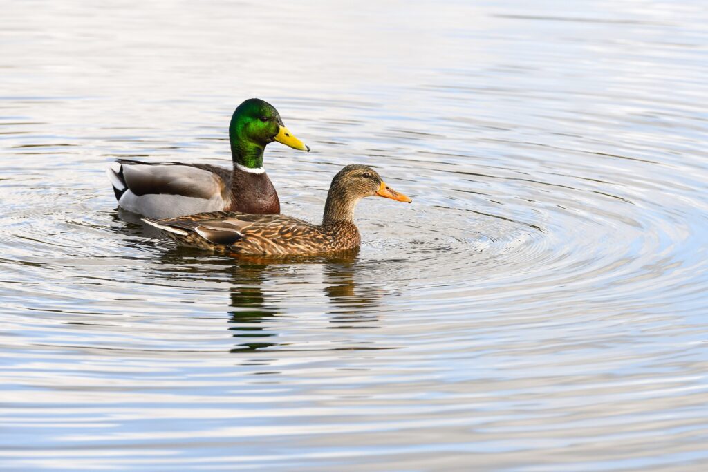male and female mallard ducks swimming together