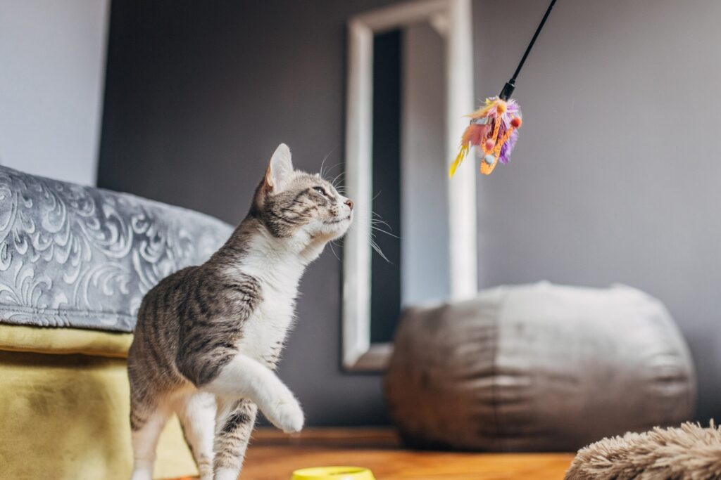 gray and white tabby cat playing with a wand toy