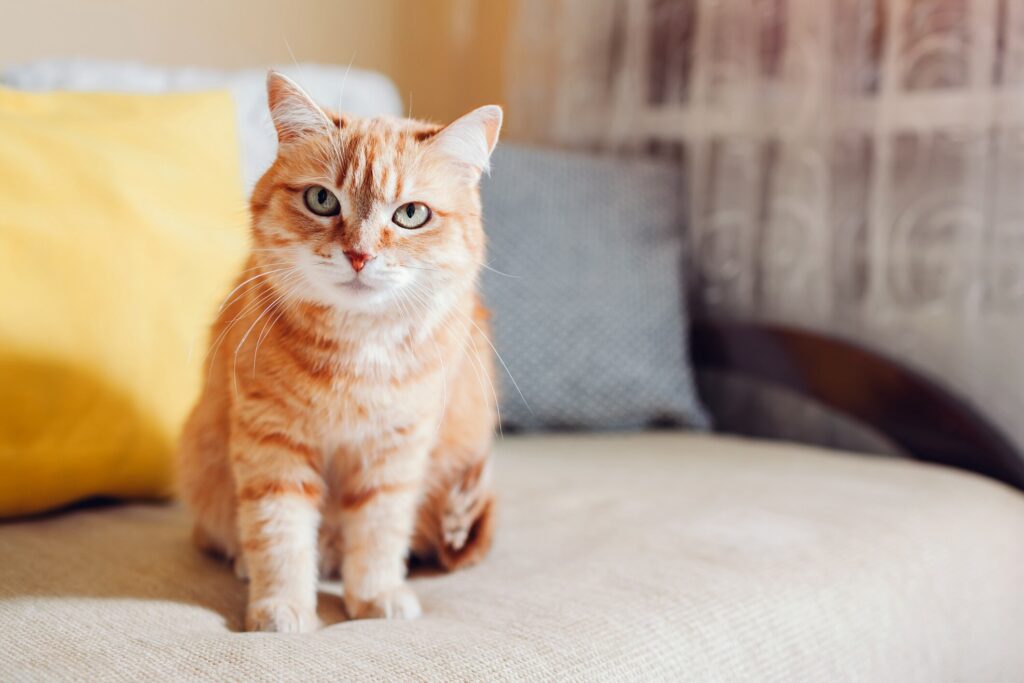 orange tabby cat sitting on a couch and looking at the camera