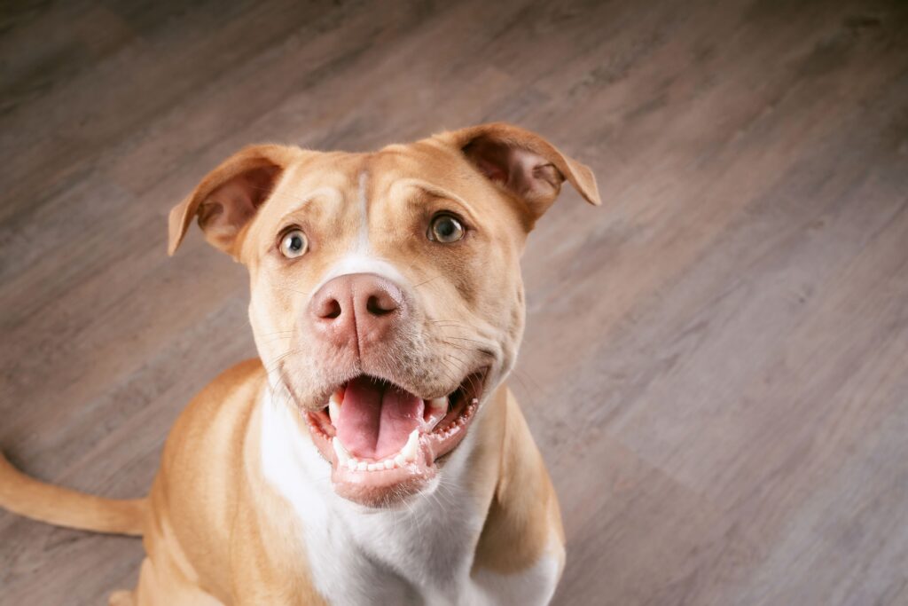 smiling brown and white pit bull terrier looking up at the camera while sitting