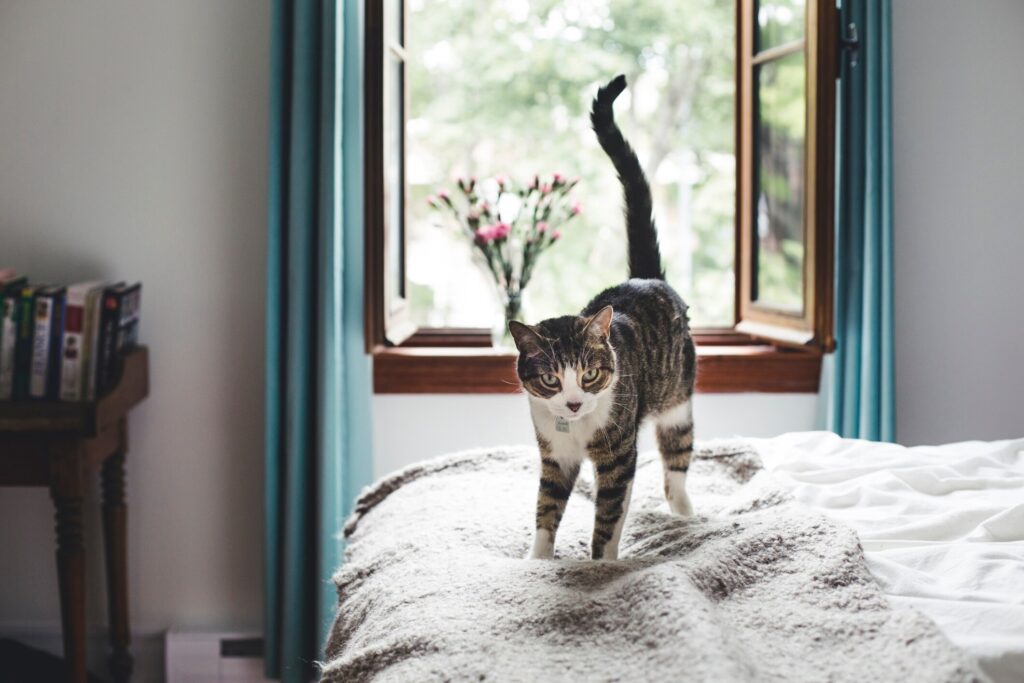 brown and white tabby cat standing on a bed with his tail up in the air