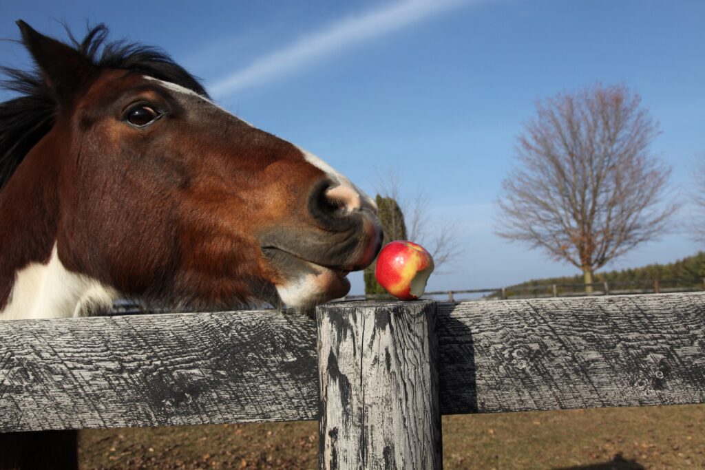 Horse reaching for apple on fence