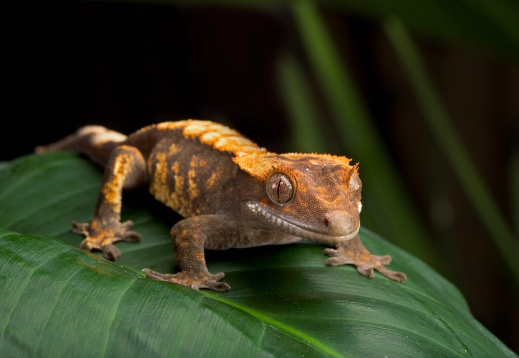 Crested gecko side profile