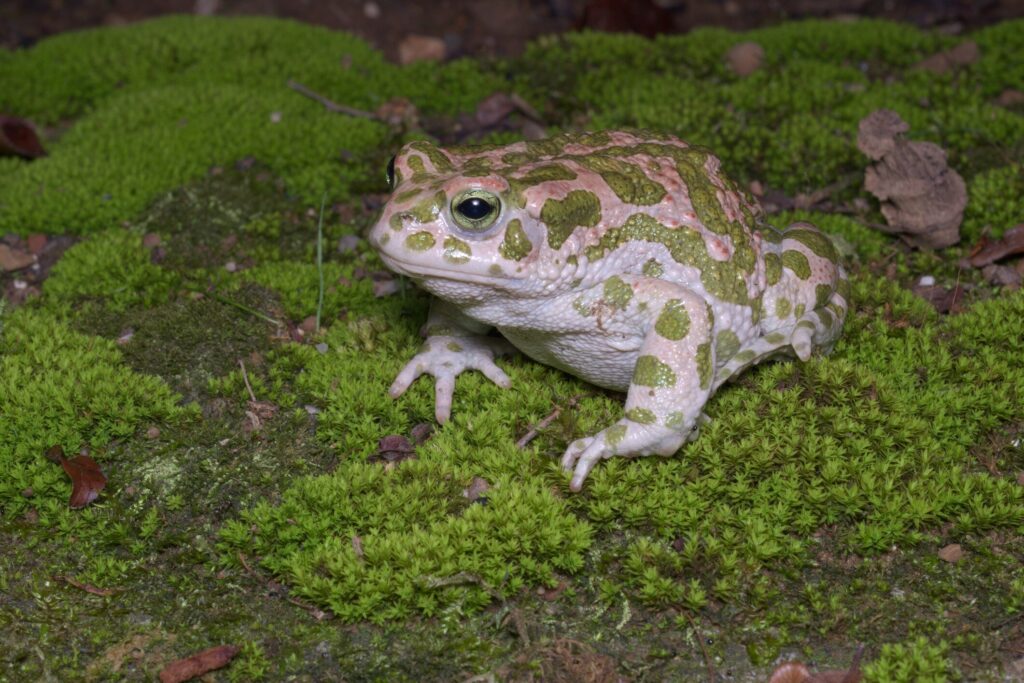 Egyptian green toad