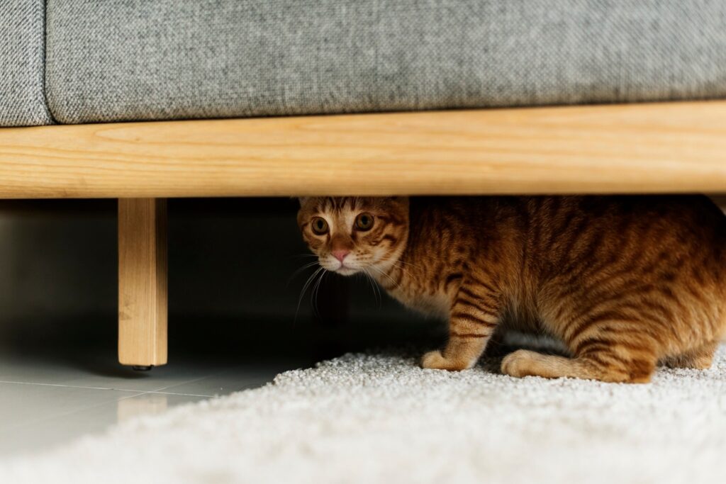 orange tabby cat hiding underneath a couch
