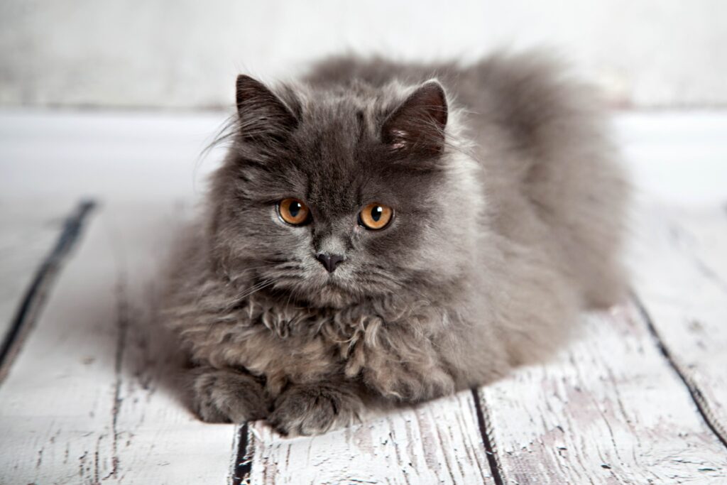 longhaired gray flat-faced cat loafing on a white wooden plank floor