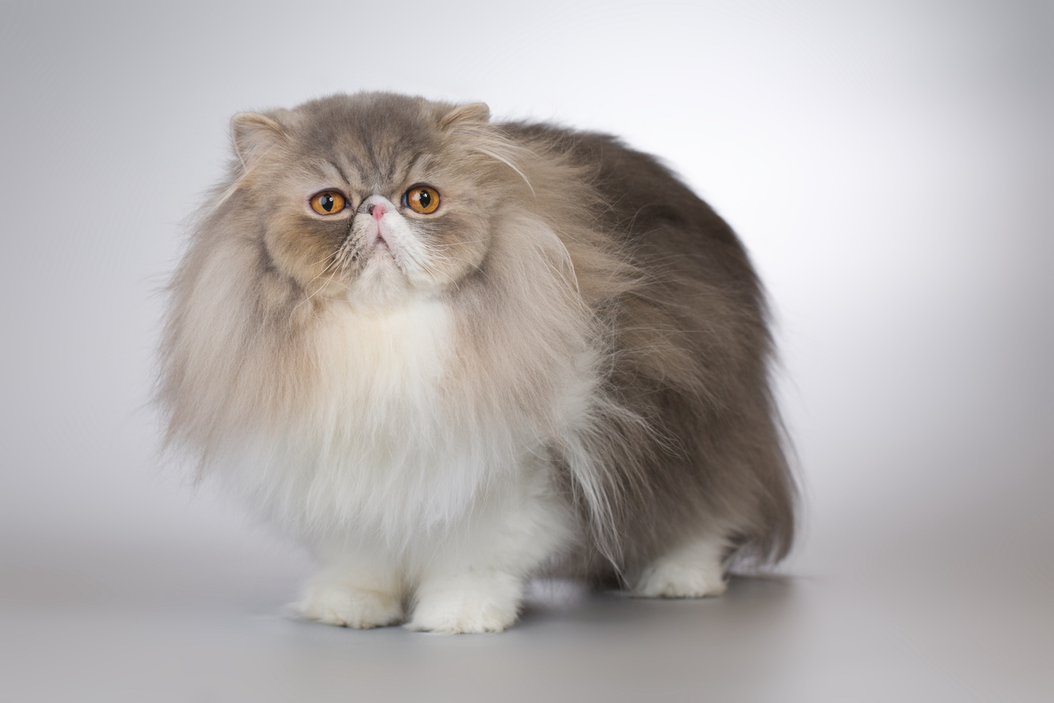 longhaired gray and white persian cat on a gray background