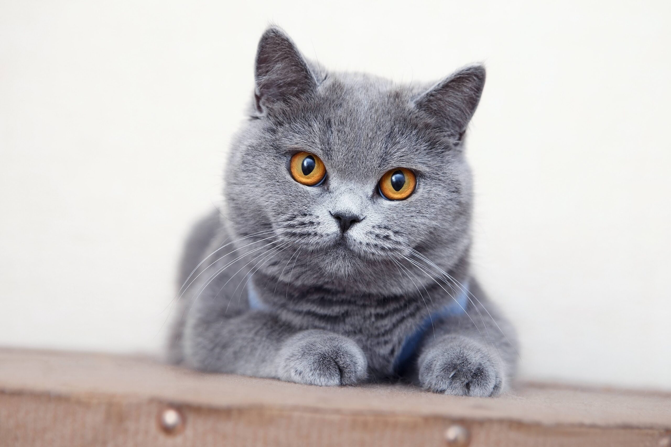 british blue british shorthair cat close-up