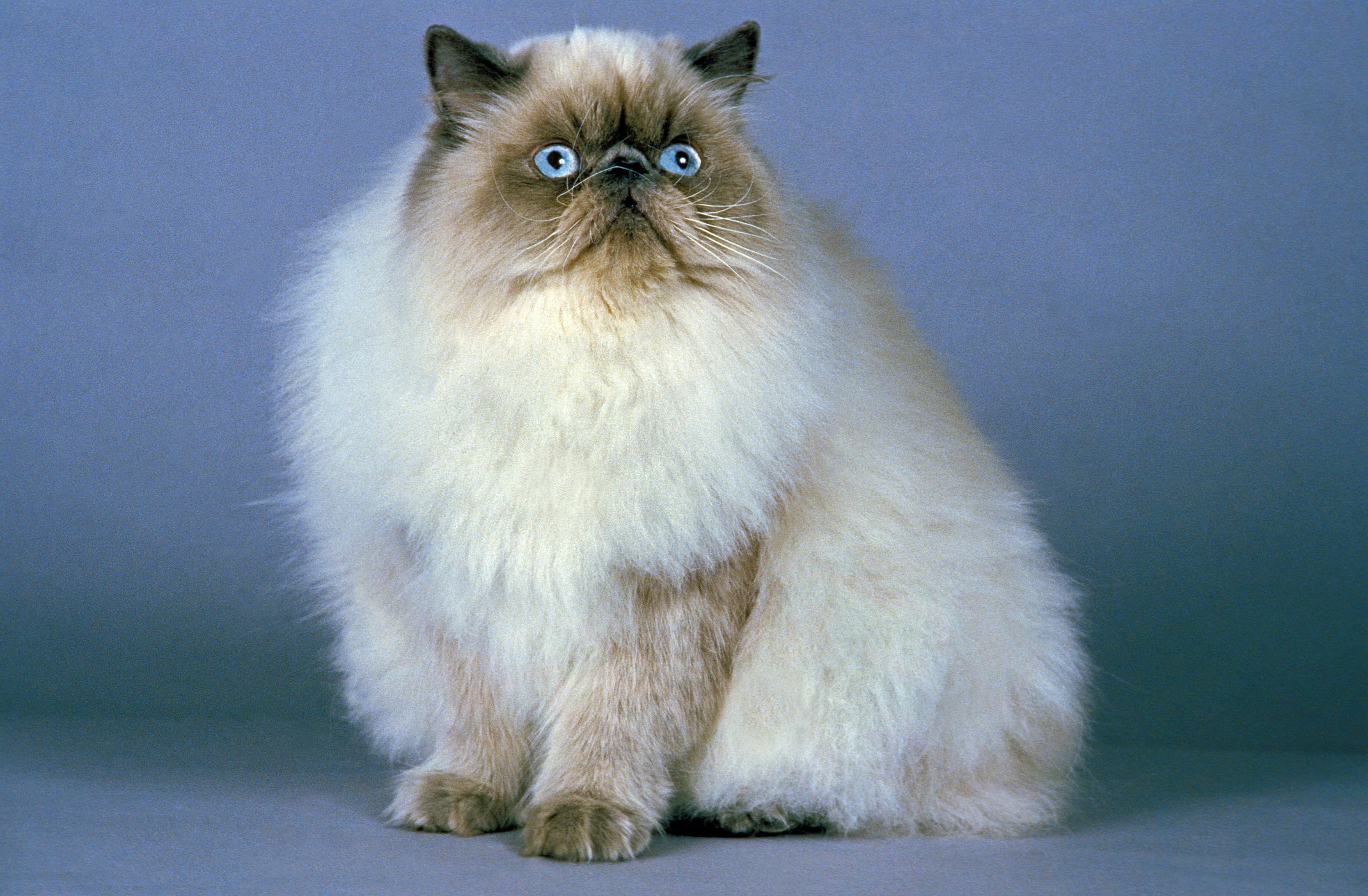 himalayan cat sitting against a blue background