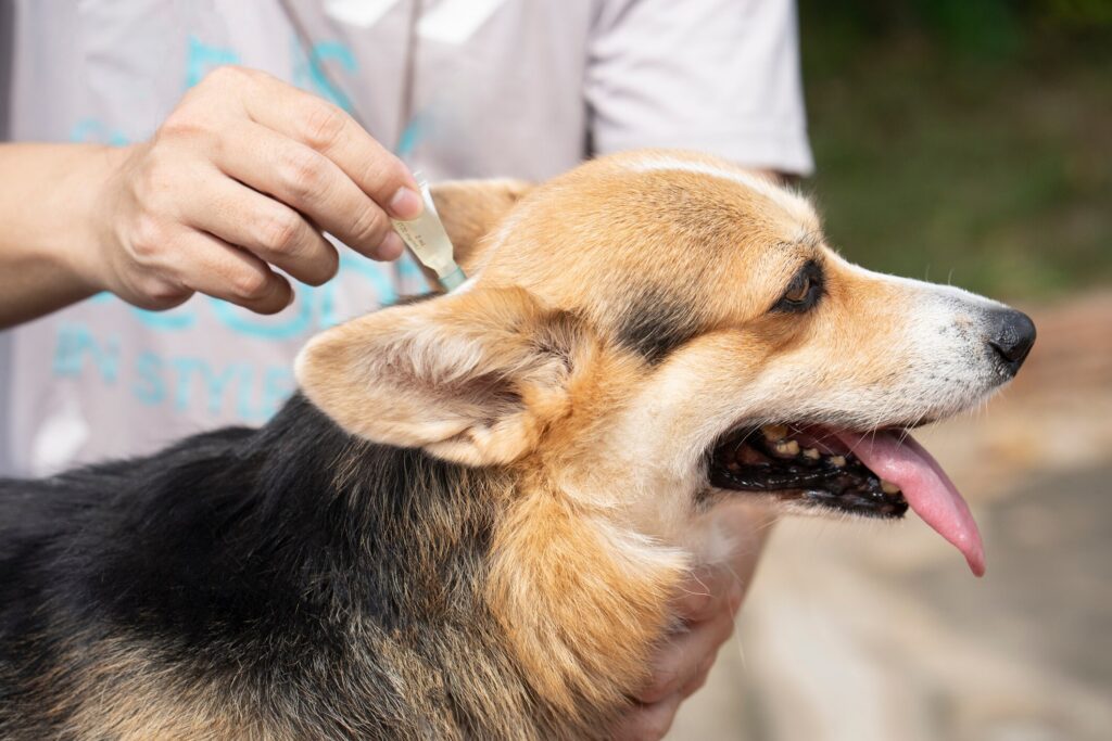 A pet parent applies topical flea and tick prevention to their Corgi.