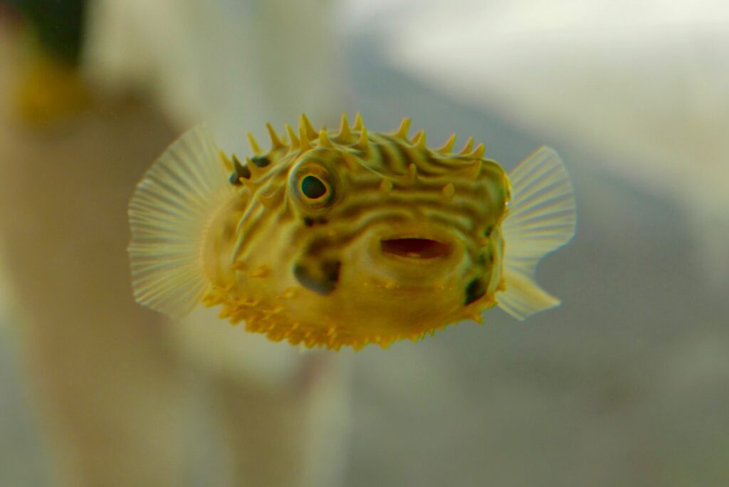 Black and yellow puffer fish
