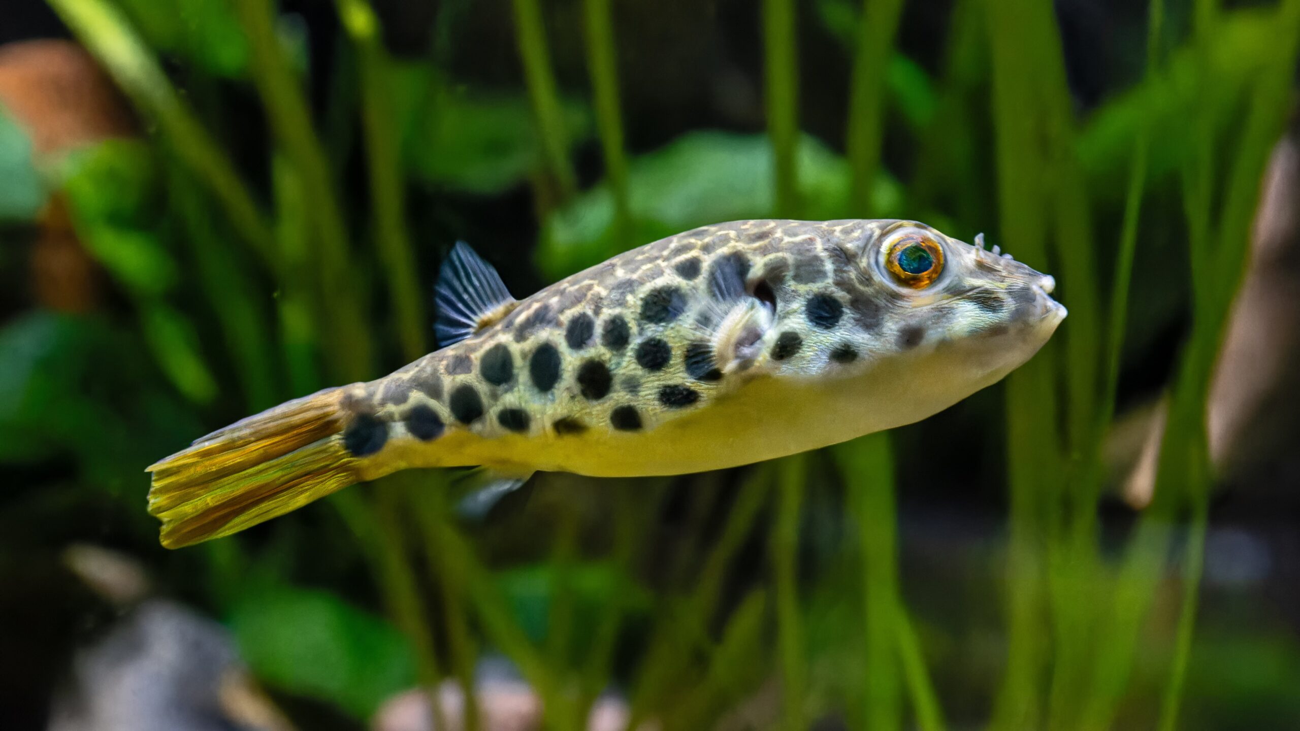 Spotted Congo Puffer Fish