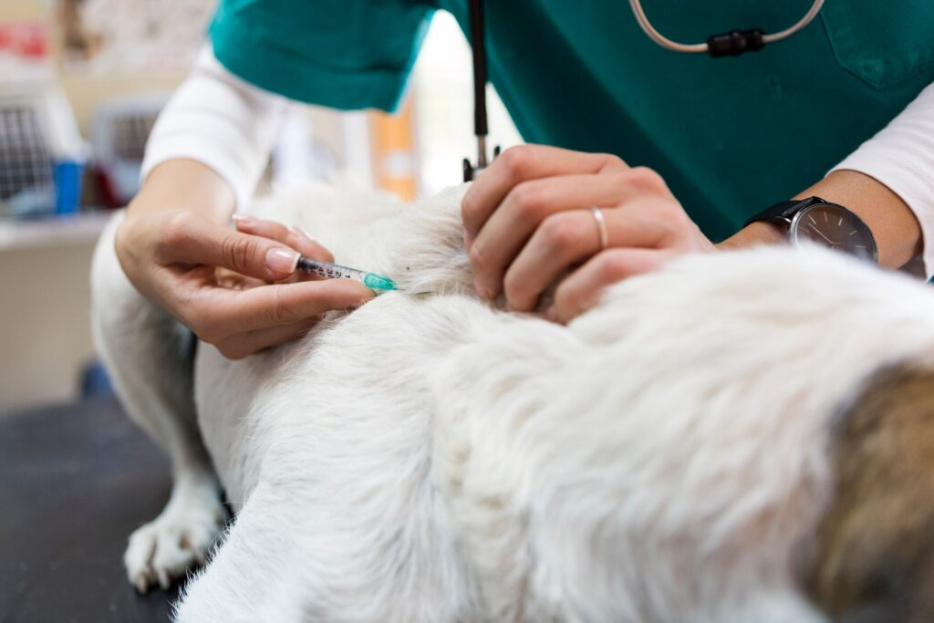 A dog receives a fine needle aspiration from their vet.
