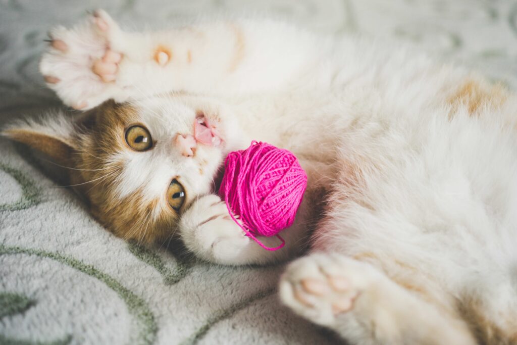 orange and white kitten playing with a pink ball