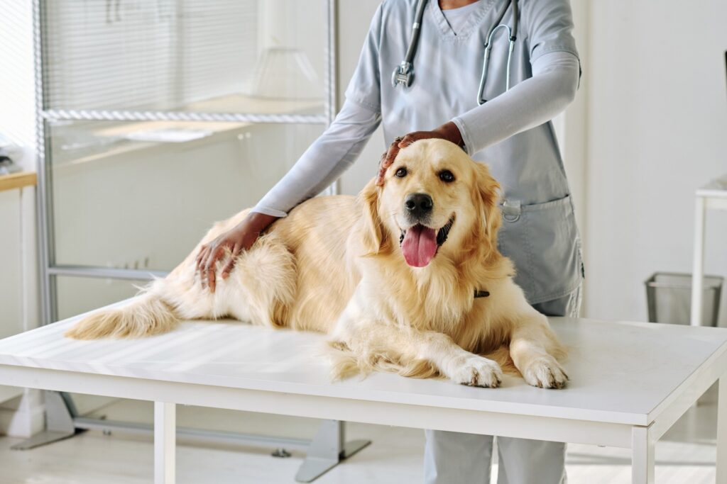 A dog lays down at the vet.