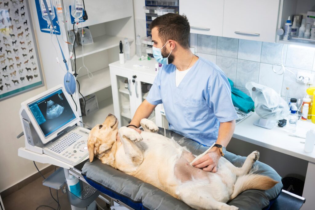 A dog gets an ultrasound by their vet.