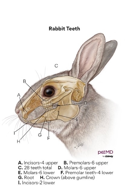 A diagram of rabbit teeth.
