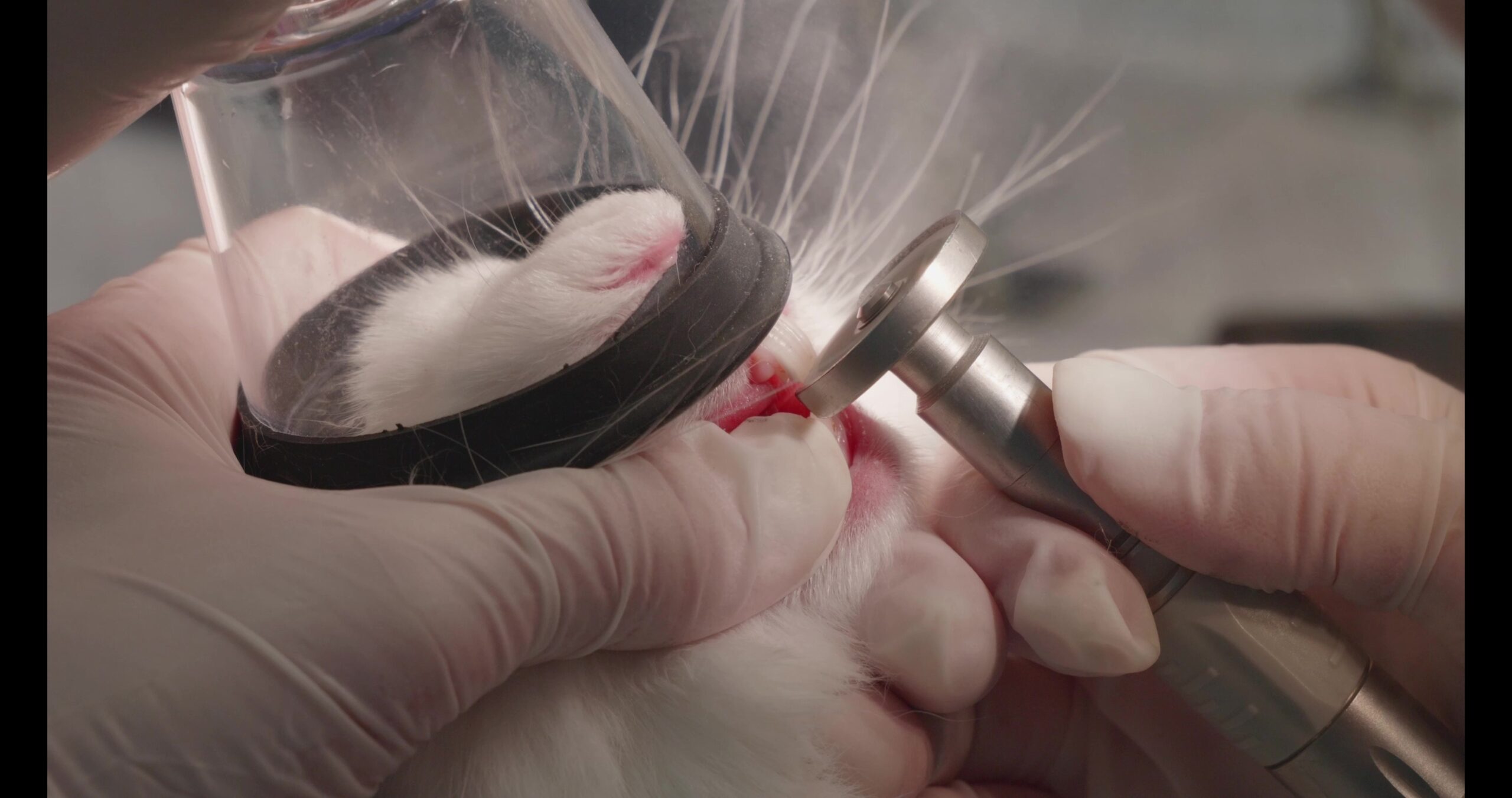 Vet trimming rabbit tooth with special tool. Rabbit is under anesthesia