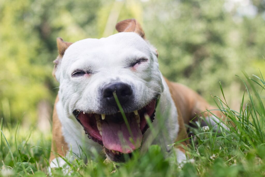 A dog coughs and gags.