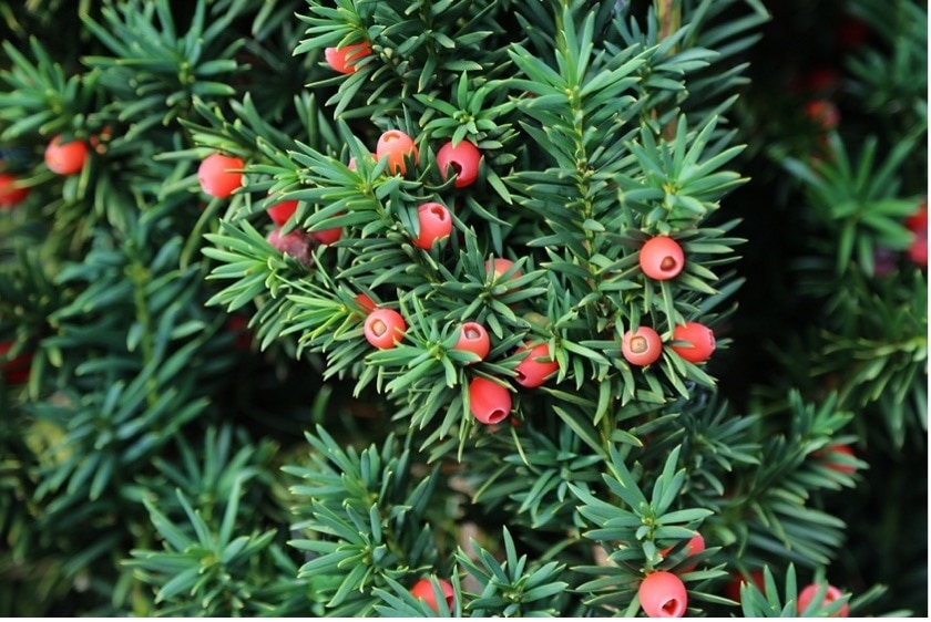 a yew tree with berries blooming