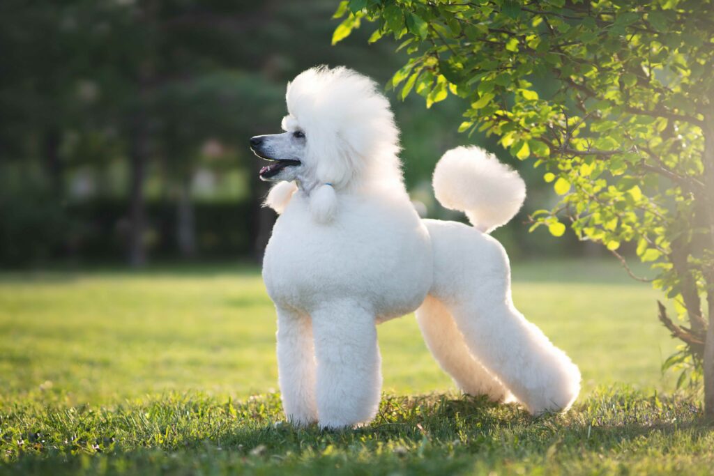 Meet the 3 Types of Poodles | Chewy