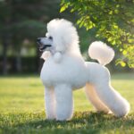 Meet the 3 Types of Poodles and Learn Which Is Best for You