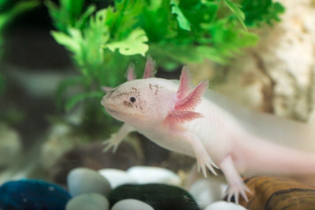 Cute axolotl floating in aquarium
