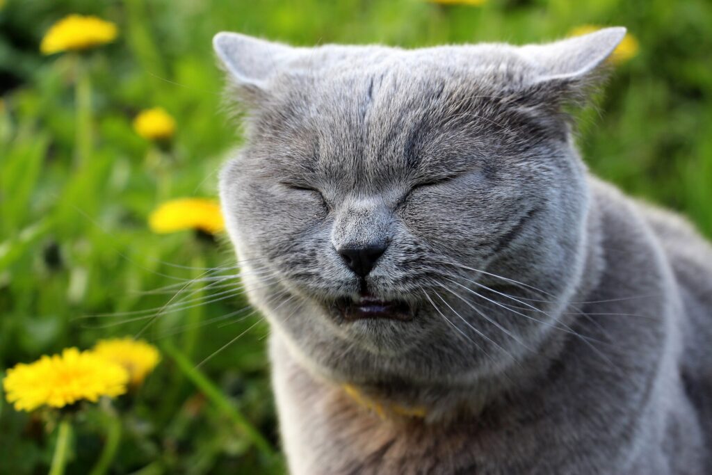 A cat reverse sneezes.